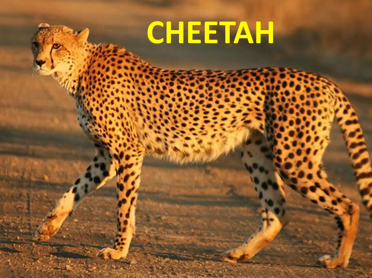 CHEETAH [PPT Slides]